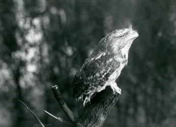 A Tawny Frogmouth rejtélyes tollazata és pihenő póza álcázza a londoni állatkert egyik ágán, 1921 decemberében